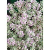 Kategorie <b>Produkt nicht gewünscht </b> - Thymus x citriodorus 'Silver King' ca. 9x9 cm Topf (Wuchs jahreszeitlich)