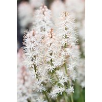 Kategorie <b>Stauden </b> - Tiarella laciniata 'Arpeggio' ca. 9x9 cm Topf (Wuchs jahreszeitlich)