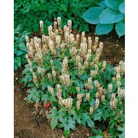 Kategorie <b>Stauden </b> - Tiarella laciniata 'Pink Bouquet' ca. 9x9 cm Topf (Wuchs jahreszeitlich)