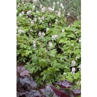 Kategorie <b>Stauden </b> - Tiarella laciniata 'Spring Symphony' ca. 11x11 cm Topf (Wuchs jahreszeitlich)