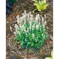 Kategorie <b>Stauden </b> - Tiarella polyphylla 'Skeleton Key' ca. 11x11 cm Topf (Wuchs jahreszeitlich)