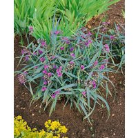 Kategorie <b>Produkt nicht gewünscht </b> - Tradescantia x anders.'Concord Grape' ca. 9x9 cm Topf (Wuchs jahreszeitlich)