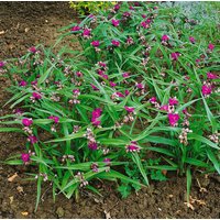 Kategorie <b>Produkt nicht gewünscht </b> - Tradescantia x anders.'Karminglut' ca. 9x9 cm Topf (Wuchs jahreszeitlich)