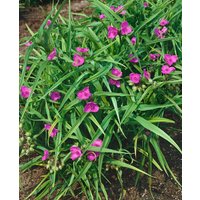 Kategorie <b>Produkt nicht gewünscht </b> - Tradescantia x anders.'Rubra' ca. 9x9 cm Topf (Wuchs jahreszeitlich)