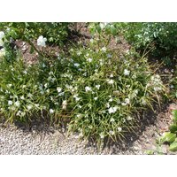 Kategorie <b>Produkt nicht gewünscht </b> - Tradescantia x anders., weiß ca. 9x9 cm Topf (Wuchs jahreszeitlich)