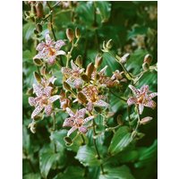 Kategorie <b>Stauden </b> - Tricyrtis formosana 'Dark Beauty' ca. 9x9 cm Topf (Wuchs jahreszeitlich)