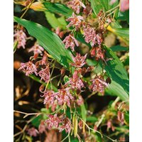 Kategorie <b>Stauden </b> - Tricyrtis hirta 'Miyazaki' ca. 9x9 cm Topf (Wuchs jahreszeitlich)