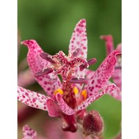 Kategorie <b>Stauden </b> - Tricyrtis hirta 'Sinonome' ca. 9x9 cm Topf (Wuchs jahreszeitlich)