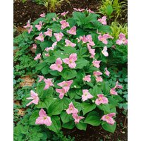 Kategorie <b>Stauden </b> - Trillium erectum ca. 9x9 cm Topf (Wuchs jahreszeitlich)