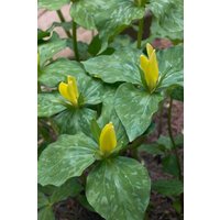 Kategorie <b>Stauden </b> - Trillium luteum ca. 9x9 cm Topf (Wuchs jahreszeitlich)