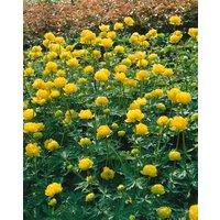 Kategorie <b>Produkt nicht gewünscht </b> - Trollius chinensis 'Golden Queen' ca. 9x9 cm Topf (Wuchs jahreszeitlich)
