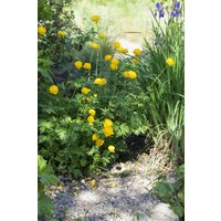 Kategorie <b>Stauden </b> - Trollius europaeus ca. 9x9 cm Topf (Wuchs jahreszeitlich)