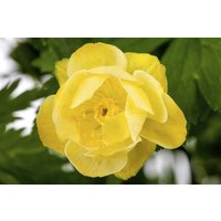 Kategorie <b>Produkt nicht gewünscht </b> - Trollius x cult.'Alabaster' ca. 11x11 cm Topf (Wuchs jahreszeitlich)