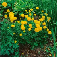 Kategorie <b>Stauden </b> - Trollius x cult.'Earliest of All' ca. 11x11 cm Topf (Wuchs jahreszeitlich)