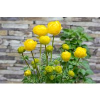 Kategorie <b>Stauden </b> - Trollius x cult.'Lemon Queen' ca. 11x11 cm Topf (Wuchs jahreszeitlich)