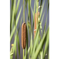 Kategorie <b>Produkt nicht gewünscht </b> - Typha latifolia ca. 9x9 cm Topf (Wuchs jahreszeitlich)