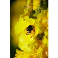 Kategorie <b>Produkt nicht gewünscht </b> - Verbascum bombyciferum ca. 9x9 cm Topf (Wuchs jahreszeitlich)