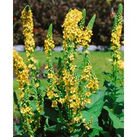 Kategorie <b>Produkt nicht gewünscht </b> - Verbascum chaixii 'Sixteen Candles' ca. 9x9 cm Topf (Wuchs jahreszeitlich)