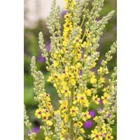 Kategorie <b>Produkt nicht gewünscht </b> - Verbascum nigrum ca. 9x9 cm Topf (Wuchs jahreszeitlich)