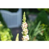 Kategorie <b>Produkt nicht gewünscht </b> - Verbascum nigrum 'Album' ca. 9x9 cm Topf (Wuchs jahreszeitlich)