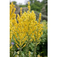Kategorie <b>Produkt nicht gewünscht </b> - Verbascum olympicum ca. 9x9 cm Topf (Wuchs jahreszeitlich)
