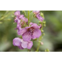 Kategorie <b>Stauden </b> - Verbascum phoeniceum 'Violetta' ca. 9x9 cm Topf (Wuchs jahreszeitlich)
