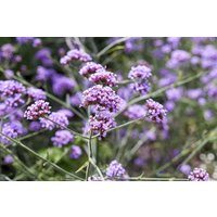 Kategorie <b>Produkt nicht gewünscht </b> - Verbena bonariensis 'Lollipop' ca. 9x9 cm Topf (Wuchs jahreszeitlich)