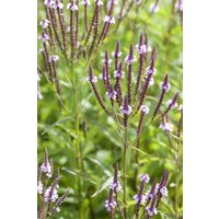 Kategorie <b>Produkt nicht gewünscht </b> - Verbena hastata 'Pink Spires' ca. 9x9 cm Topf (Wuchs jahreszeitlich)