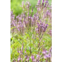 Kategorie <b>Produkt nicht gewünscht </b> - Verbena officinalis ca. 9x9 cm Topf (Wuchs jahreszeitlich)