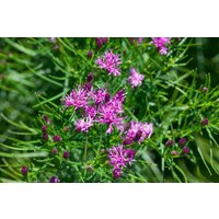 Kategorie <b>Stauden </b> - Vernonia crinita ca. 11x11 cm Topf (Wuchs jahreszeitlich)