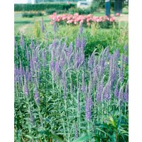 Kategorie <b>Produkt nicht gewünscht </b> - Veronica longifolia, blau ca. 9x9 cm Topf (Wuchs jahreszeitlich)