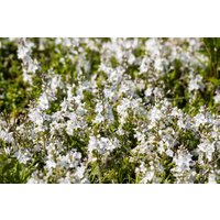 Stauden - Veronica prostrata 'Blue Sheen' ca. 9x9 cm Topf (Wuchs jahreszeitlich)