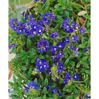 Stauden - Veronica prostrata 'Nestor' ca. 9x9 cm Topf (Wuchs jahreszeitlich)