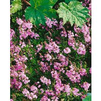 Stauden - Veronica prostrata 'Rosea' ca. 9x9 cm Topf (Wuchs jahreszeitlich)