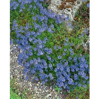 Stauden - Veronica repens ca. 9x9 cm Topf (Wuchs jahreszeitlich)