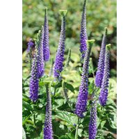 Kategorie <b>Produkt nicht gewünscht </b> - Veronica spicata 'Blaufuchs' ca. 9x9 cm Topf (Wuchs jahreszeitlich)