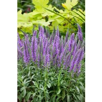 Kategorie <b>Produkt nicht gewünscht </b> - Veronica spicata 'Blauteppich' ca. 9x9 cm Topf (Wuchs jahreszeitlich)