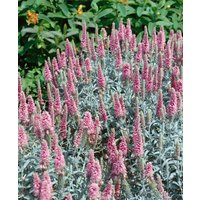 Kategorie <b>Produkt nicht gewünscht </b> - Veronica spicata 'Erika' ca. 9x9 cm Topf (Wuchs jahreszeitlich)