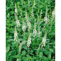 Kategorie <b>Produkt nicht gewünscht </b> - Veronica spicata 'Icicle' ca. 9x9 cm Topf (Wuchs jahreszeitlich)