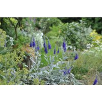 Kategorie <b>Produkt nicht gewünscht </b> - Veronica spicata ssp.inc.'Silbersee', gen. ca. 9x9 cm Topf (Wuchs jahreszeitlich)