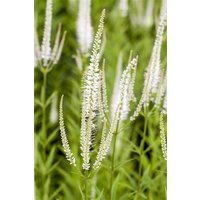 Kategorie <b>Produkt nicht gewünscht </b> - Veronicastrum virginicum 'Album' ca. 11x11 cm Topf (Wuchs jahreszeitlich)