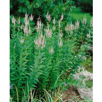 Kategorie <b>Produkt nicht gewünscht </b> - Veronicastrum virginicum 'Lavendelturm' ca. 11x11 cm Topf (Wuchs jahreszeitlich)