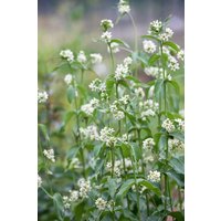 Kategorie <b>Produkt nicht gewünscht </b> - Vincetoxicum hirundinaria ca. 11x11 cm Topf (Wuchs jahreszeitlich)