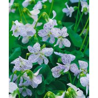 Kategorie <b>Stauden </b> - Viola sororia 'Freckles' ca. 9x9 cm Topf (Wuchs jahreszeitlich)