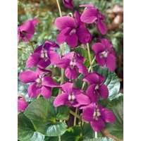 Kategorie <b>Stauden </b> - Viola sororia 'Rubra' ca. 9x9 cm Topf (Wuchs jahreszeitlich)