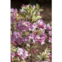 Kategorie <b>Blütensträucher und Ziergehölze </b> - Weigela florida 'Magical Rainbow' -R- 30-40 cm