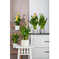 Kategorie <b>Stauden </b> - Zantedeschia aethiopica ca. 11x11 cm Topf (Wuchs jahreszeitlich)