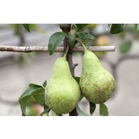 Kategorie <b>Obst </b> - Zwergbirne CAC 60cm