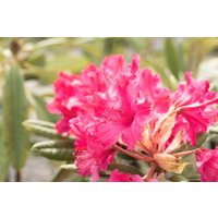 Kategorie <b>Rhododendron </b> - Rhododendron Hybr. smirnowii 'Weinlese