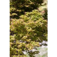 Kategorie <b>Laubbäume </b> - Acer palmatum 'Kamagata' 40-60 cm